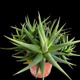 Haworthia glabrata (ex 'glauca armstrongii' NON)
